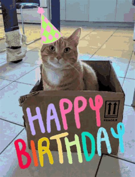 The perfect Happy Birthday Cat Animated GIF for your conversation. . Happy birthday cat gif